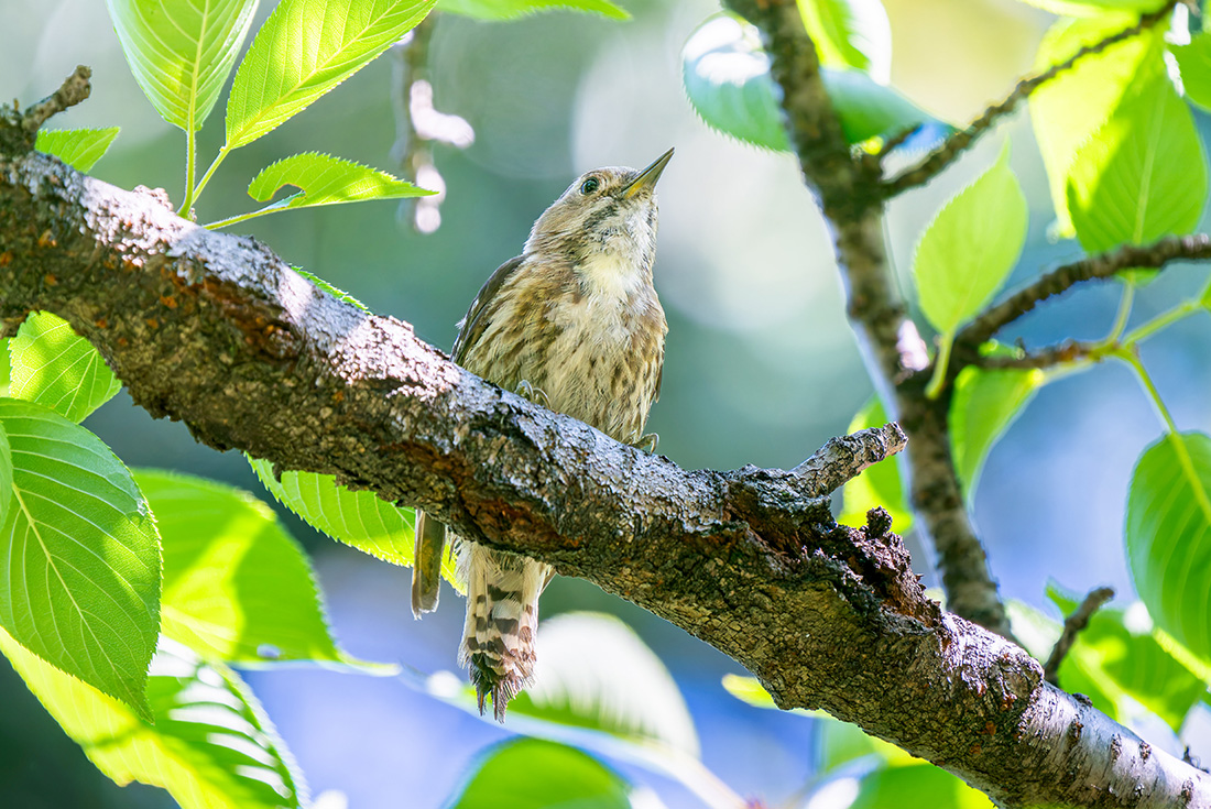 自然に囲まれたのどかな環境です。